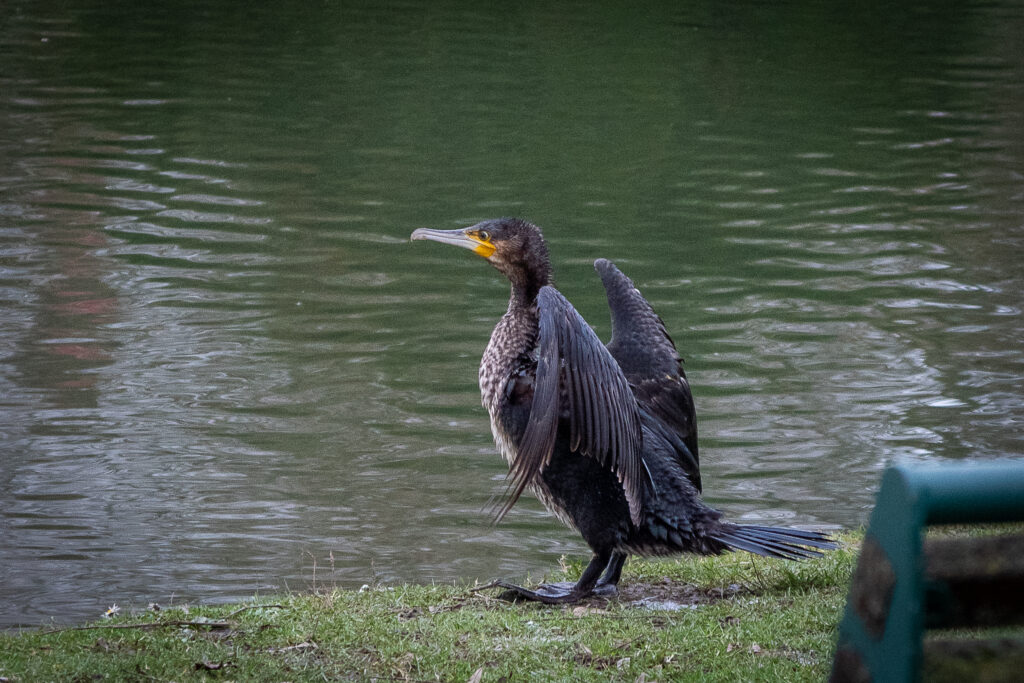 Cormoran