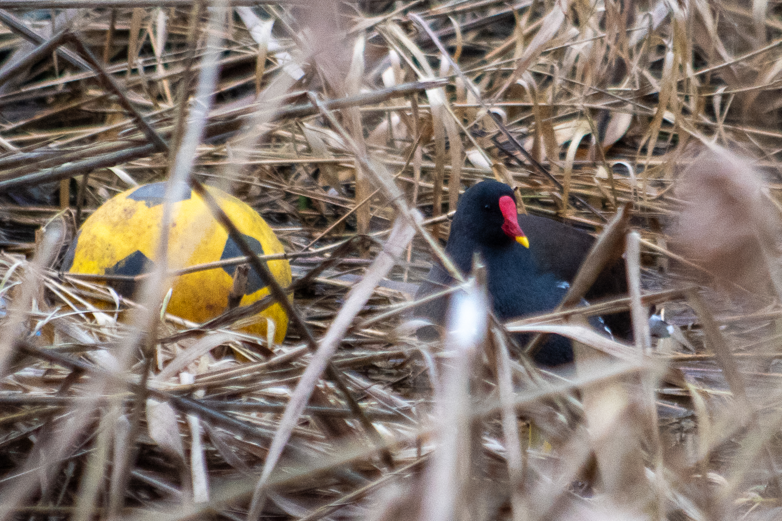 Poule d'eau et ballon perdu - photo semaine 7, projet 52 Poules d'eau dissimulée dans les roseaux, près d'un ballon jaune abandonné - photo d'oiseau avec trace humaine évidente, projet 52, semaine 7.