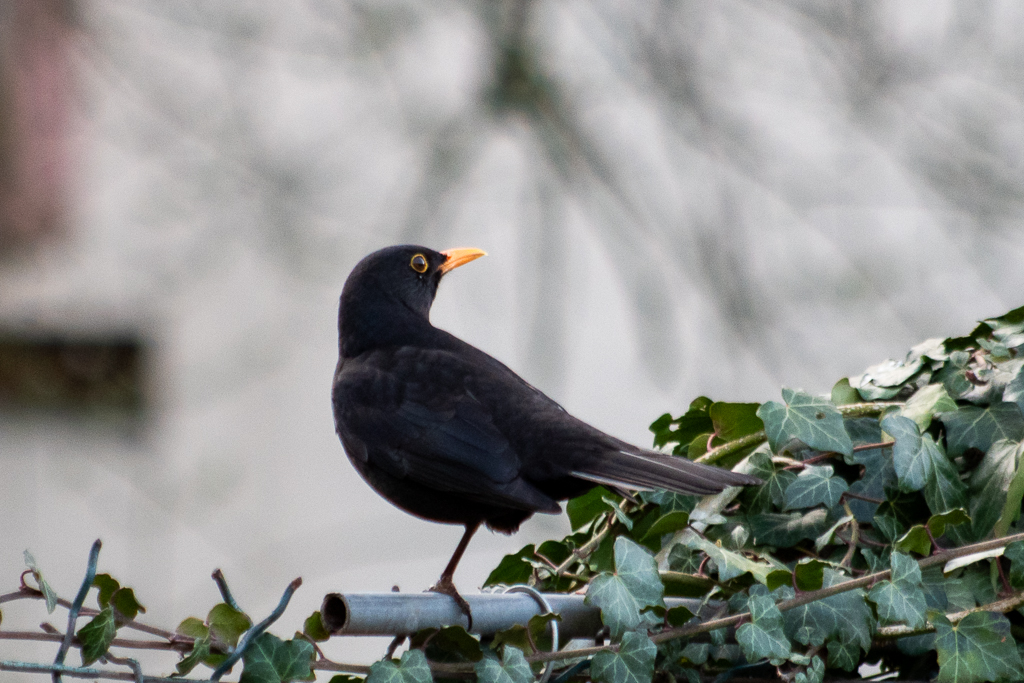 Merle noir perché au plumage sombre perché sur une un grillage métallique, fond doux et flou.