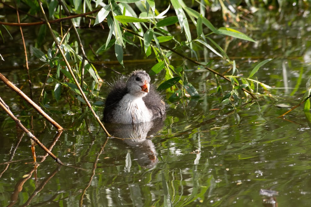 Jeune foulque posée sur l'eau, entouré de feuillages denses.