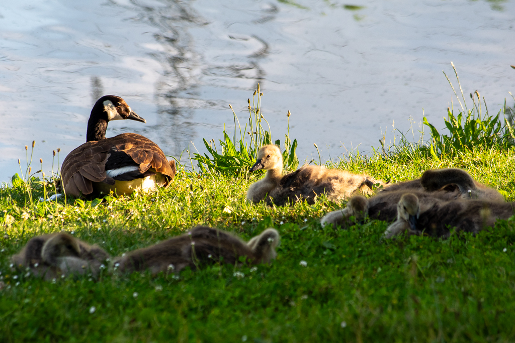 Une bernache du Canada est allongée dans l'herbe au bord d'un lac, entourée de ses nombreux oisons étendus à ses côtés. Les petits profites du soleil couchant baignant la scène d'une lumière dorée. Image paisible de la nature en ville pour la semaine 22 du projet 52.