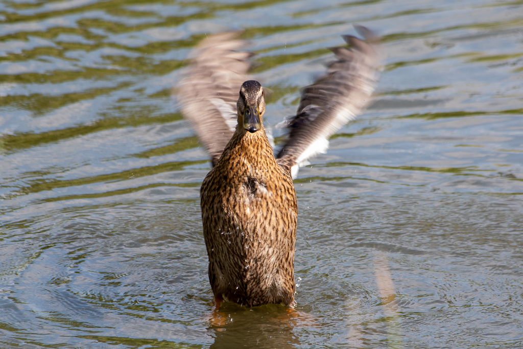 Canard femelle debout dans l'eau, ailes grandement ouvertes en plein battement.