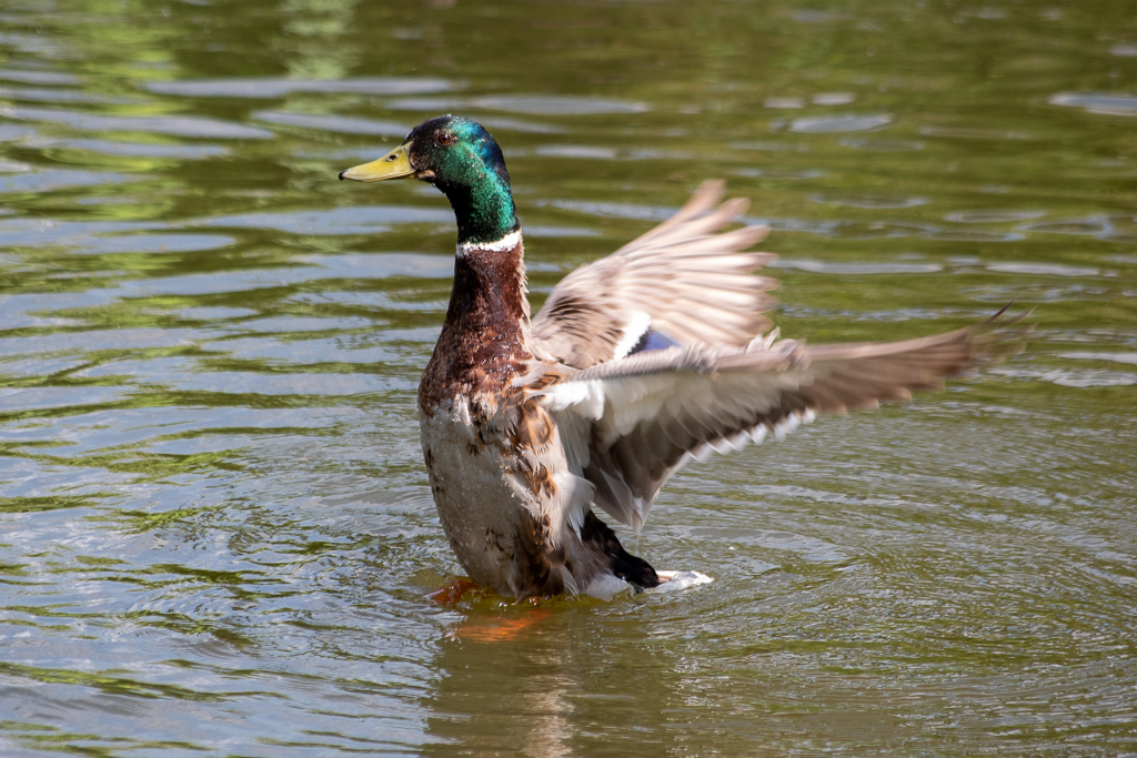 Canard colvert mâle déployant ses ailes sur l'eau, plumage coloré bien visible.