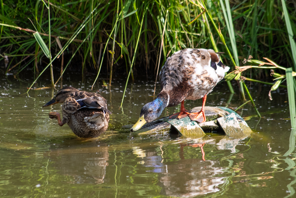 A la rencontre du vivant - la nature est belle Une cane se gratte avec sa patte gauche tandis qu'un jeune mâle colvert boit de l'eau de l'étang, tous les deux posée sur une poubelle partiellement immergée. La scène capturée pour la semaine 23, du projet 52, témoigne de la cohabitation entre faune sauvage et trace humaine dans un environnement naturel.
