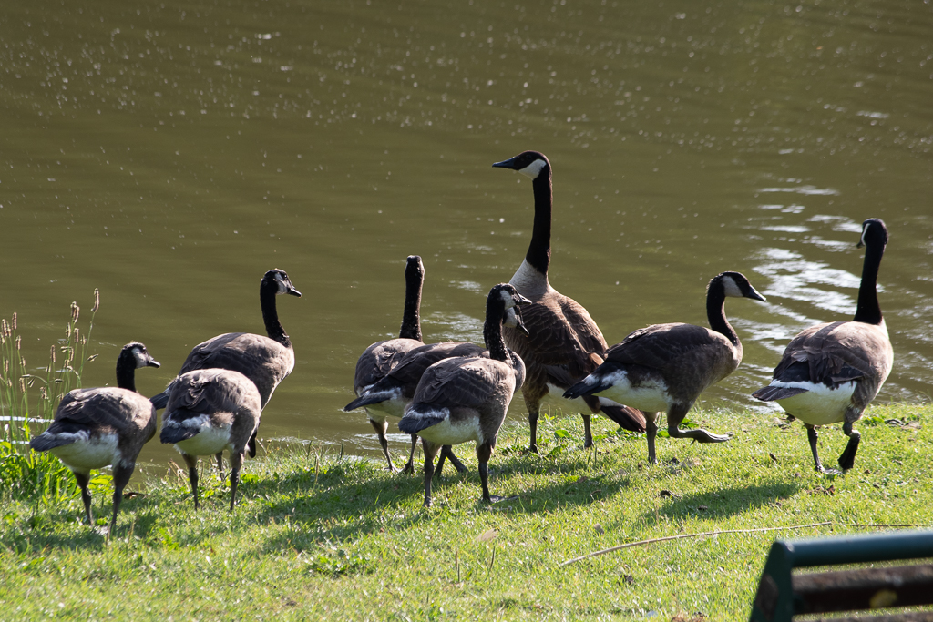 bernaches du Canada au bord de l'eau - projet 52 semaine 25 Famille d'oie du Canada marchant au bord d'un lac sur une pelouse ensoleillée - la présence humaine est suggérée par un banc partiellement visible à droite . Photo nature du projet 52 semaine 25