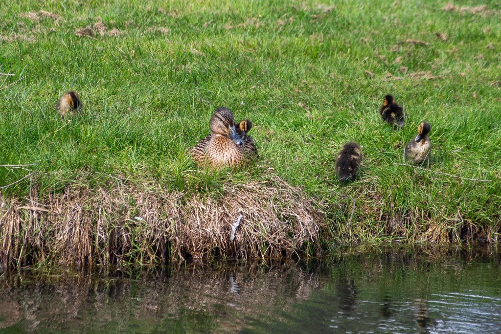 Cane au repos entourée de ses canetons sur la berge d'un lac, dans une herbe printanière bien verte. Une scène attendrissante de vie sauvage en famille -projet 52, semaine 13