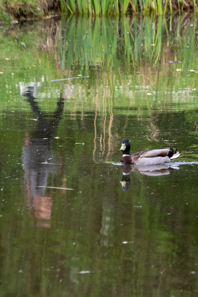 Canard colvert nageant paisiblement sur un étang aux reflets verts, avec l'ombre floue d'un humain projetée dans l'eau. Une scène tranquille entre nature et présence humaine - projet 52, semaine 15.