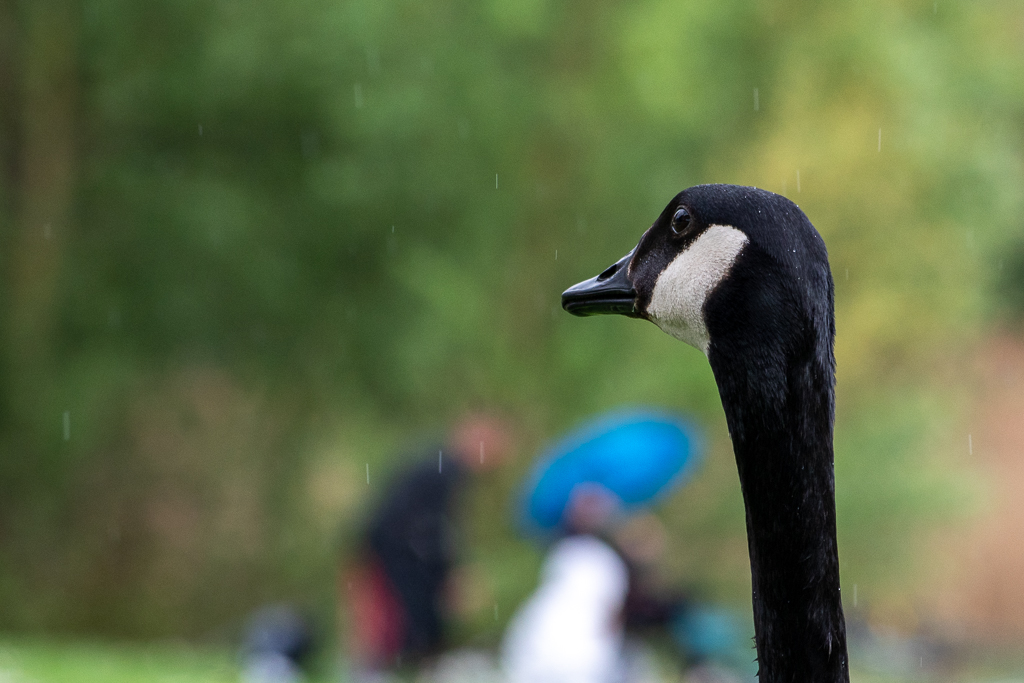 Portrait serré d'une bernache du Canada sous la pluie, avec en arrière-plan flou des promeneurs munis d'un parapluie bleu. Une scène où l'animal s'impose au premier plan - projet 52, semaine 16.