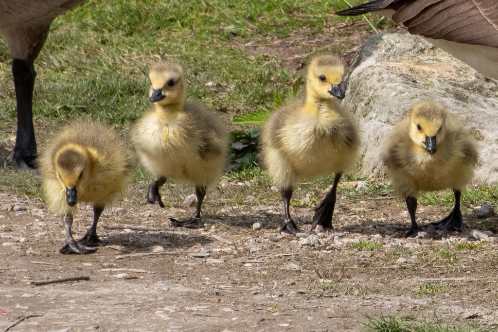 Quatre oisons marchent côte à côte sur un chemin de terre, entourés par leurs deux parents dont seules les petites et les plumes sont visibles. La scène capturée lors de la semaine 18 du projet 52, montre une belle image de la vie sauvage en famille, en pleine cohabitation avec l'humain sur un sol aménagé.