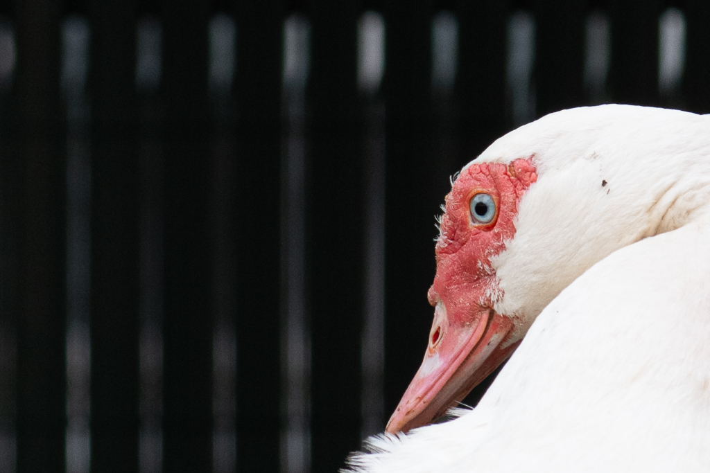 Portrait serré d'un canard blanc au regard bleu perçant et à la face rouge vif, tourné vers l'objectif. En arrière-plan, les lattes verticales d'un grillage sombre rappellent la proximité du monde humain. Photo projet 52 - Semaine 19.