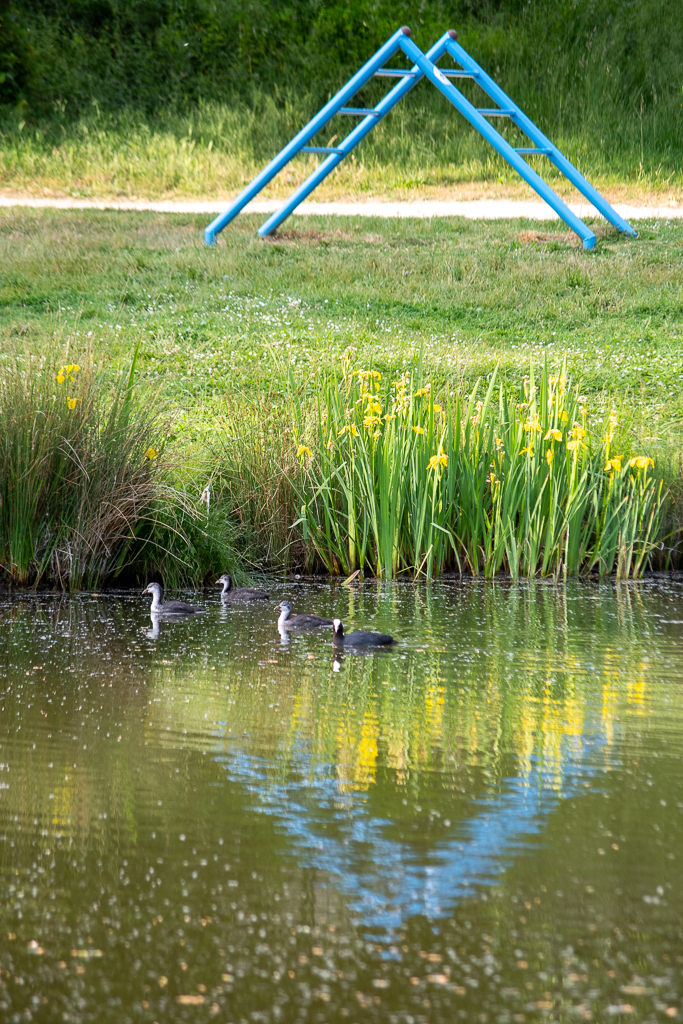 Une foulque adulte nage sur un étang accompagnée de ses trois petits. A l'arrière plan, un jeu pour enfant en métal bleu se reflète dans l'eau, tout comme les iris jaunes poussant au bord de la berge. Cette scène de la nature et de cohabitation avec l'humain illustre la semaine 20 du projet 52.