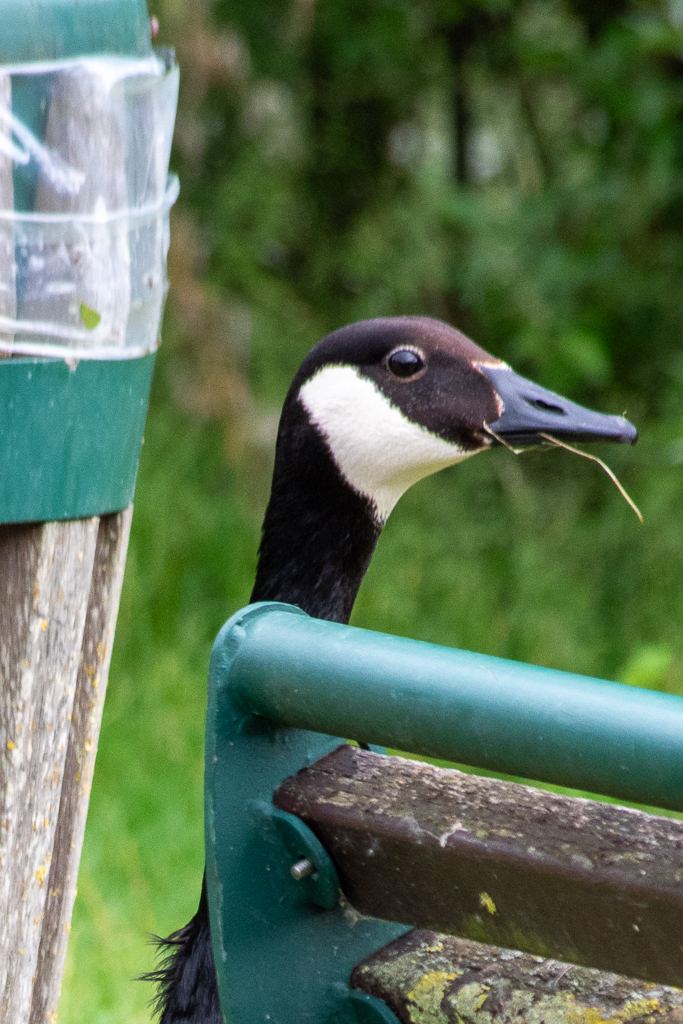 Texte d'une bernache du Canada surgissant derrière un banc en bois vieilli tenant un brin d'herbe dans son bec. A gauche, une poubelle avec son sac plastique souligne l'environnement urbain de cette scène insolite. Photo capturée pour la semaine 21 du projet 52.