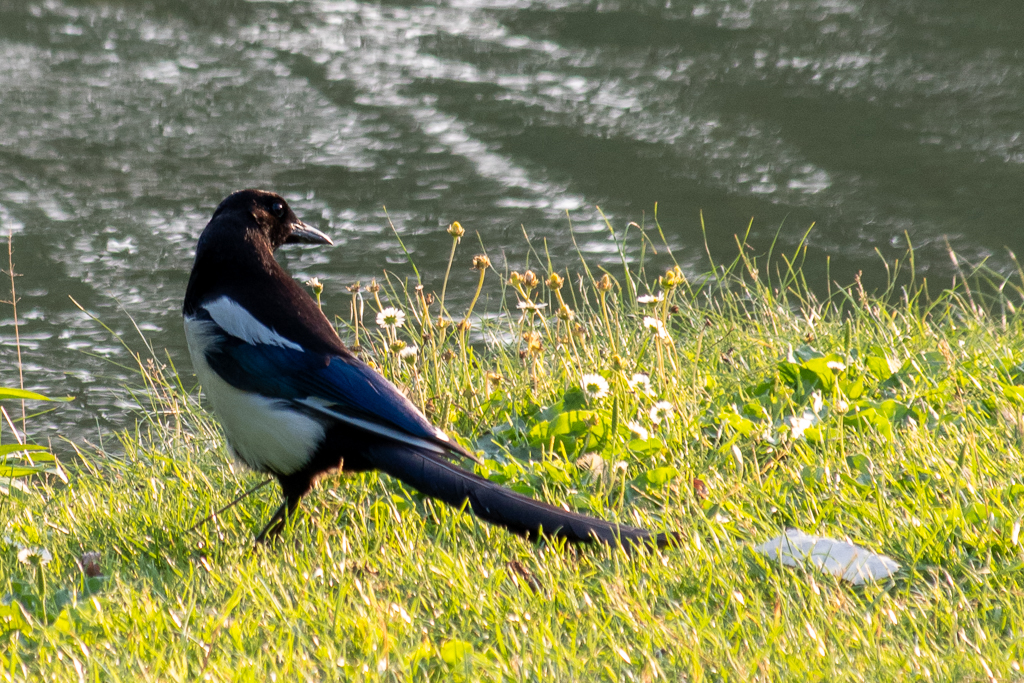 Une pie bavarde se tient dans l'herbe en bord d'eau, entourée de pâquerettes sauvages. A ses pieds, un morceau de plastique abandonné rappelle la présence humaine dans ce paysage naturel. Photo du projet 52 - Semaine 24.