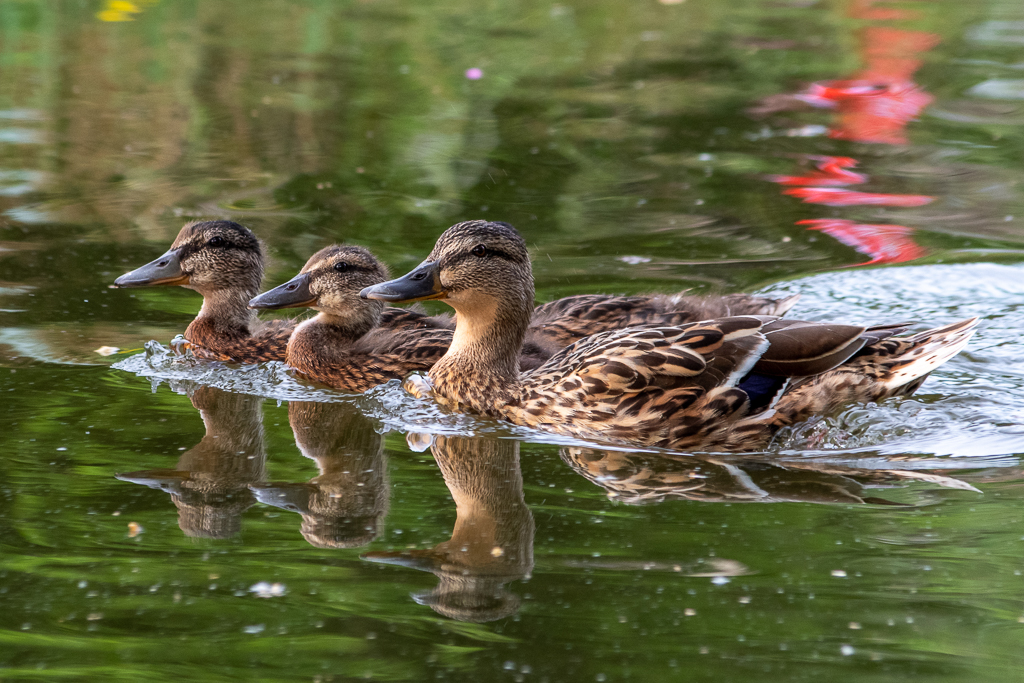 Trois femelles colverts nagent côte à côte sur un étang aux reflets verts leurs silhouettes parfaitement reflétées dans l'eau. A droite, une touche rouge suggère une présence humaine discrète, contrastant avec la quiétude naturelle de la scène. Photo du projet 52 - Semaine 17.