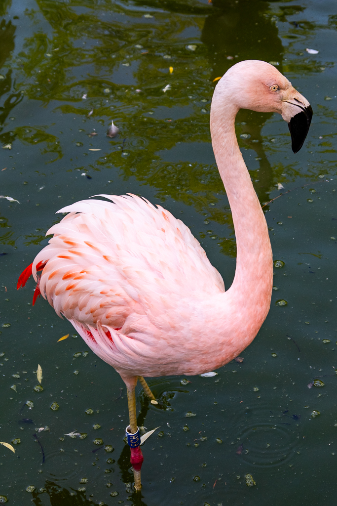 flamant rose immobile ayant les pattes dans l'eau