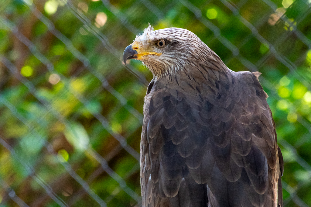 Milan noir perché devant un grillage dans un parc animalier, plumage brun foncé et regard perçant, projet 52 photo semaine 30 sur l'action de l'humain dans la vie des oiseaux.