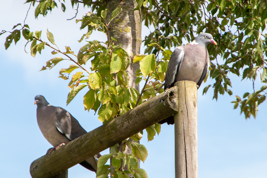 Deux pigeons ramiers sur une barrière en bois devant un arbre feuillu, photo nature de la semaine "' du projet 52.