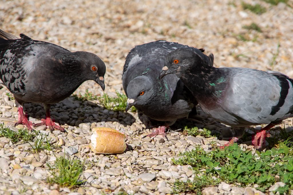 Trois pigeons ramiers au plumage gris se rassemblent sur des graviers pour picorer un morceau de pain laissé par un humain, illustrant la cohabitation entre oiseaux et traces de notre présence, projet 52 semaine 36.