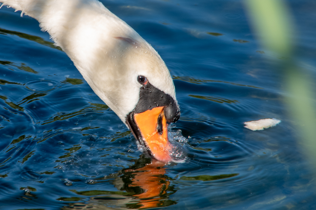 Cygne blanc plongeant son bec orange dans l'eau d'un étang pour attraper un morceau de pain laissé par l'homme, reflet de son bec sur la surface bleutée.