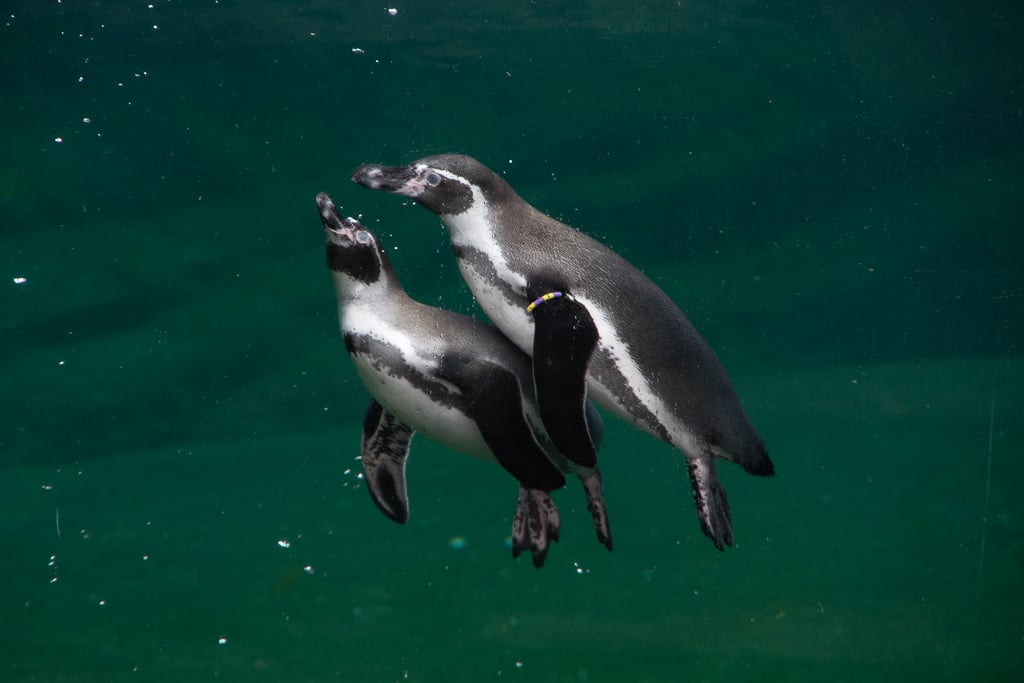 deux manchots nagent côte à côte sous l'eau, leurs silhouettes noires et blanches se détachant dans le vert profond. Photo du projet 52 - Semaine 35