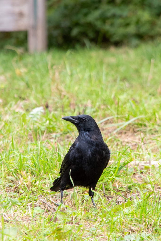 Un corbeau noir se tient fièrement sur l'herbe verte, le regard tourné sur le côté. Sa silhouette sombre contraste avec la lumière du gazon. Photo prise pour la semaine 39 du projet 52.