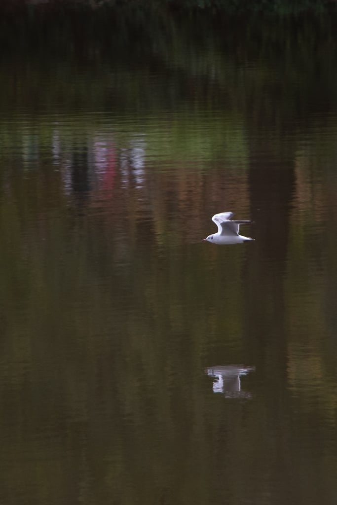 Mouette en vol rasant au-dessus d'un étang calme, son reflet dessinant nettement sur l'eau aux reflets colorés de la rive. Photo du projet 52 - cohabitation entre oiseaux et présence humaine perceptible dans les reflets.