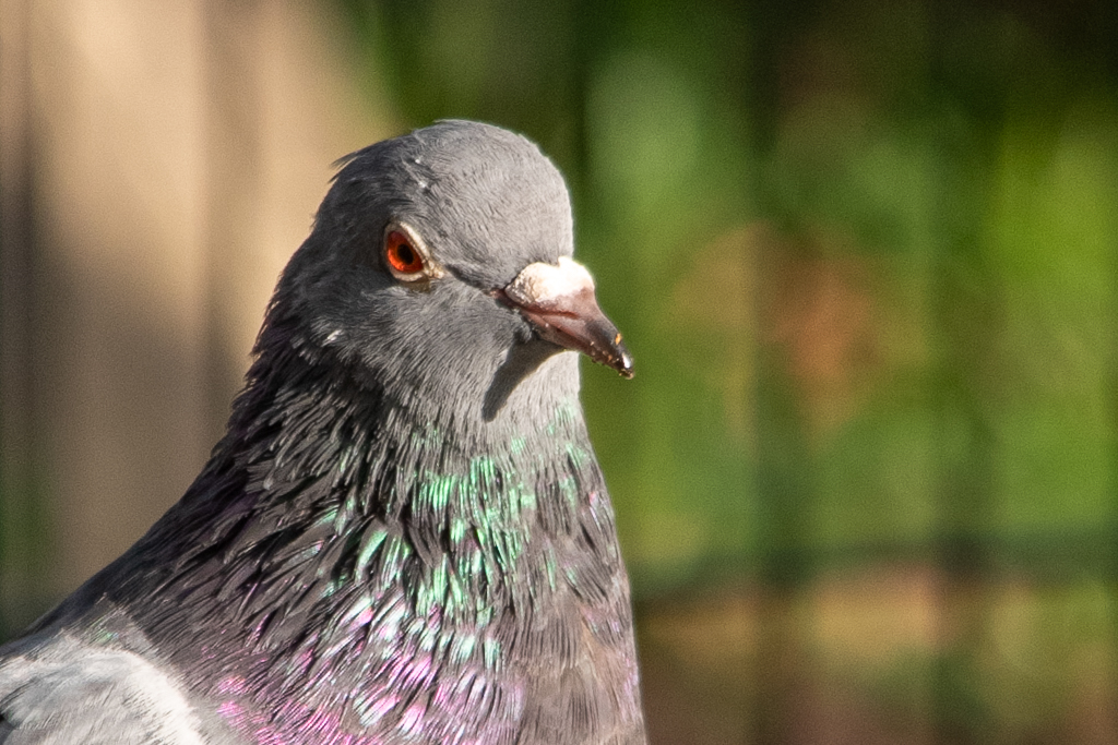 Gros plan sur la tête d'un pigeon aux plumes irisées, illuminées par le soleil. L'oiseau fixe l'objectif, laissant apparaître son oeil rouge vite les détails de son plumage. Photo prise pour le projet 52 - semaine 41, sur le thèmes des oiseaux avec présence ou trace humaine.