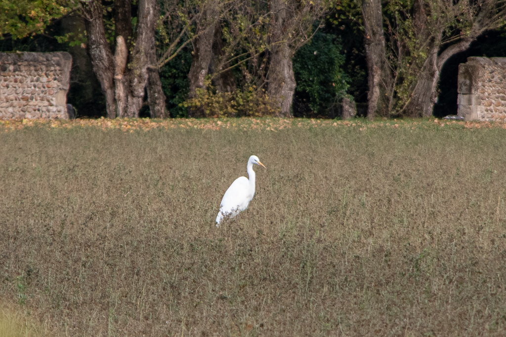 Aigrette posée sur champ cultivé - Projet 52 - Semaine 46 - la nature est belle.