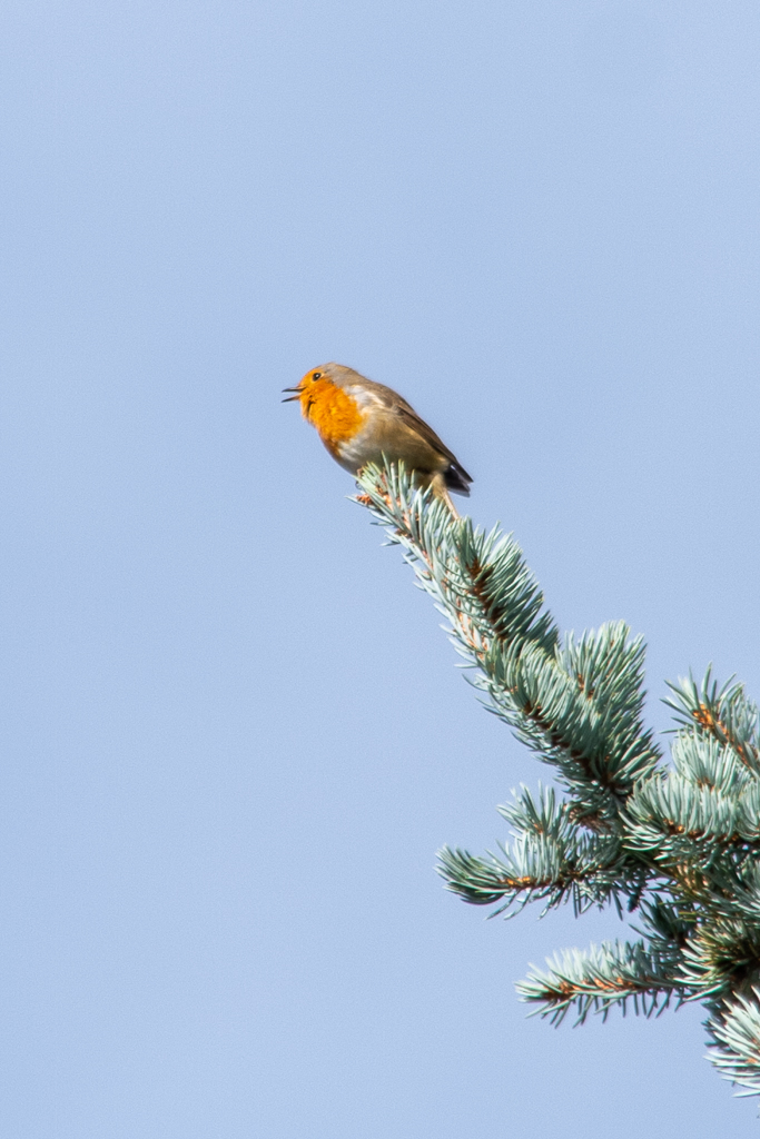 Rouge-gorge chant sur branche de Cèdre bleu - Projet 52 - Semaine 43 - la nature est belle.