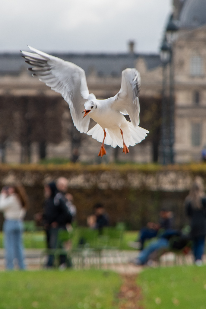 Mouette faisant du sur place en plein vol. Jardin des Tuileries. Paris. Projet 52 - Semaine 45. Site : la nature est belle.