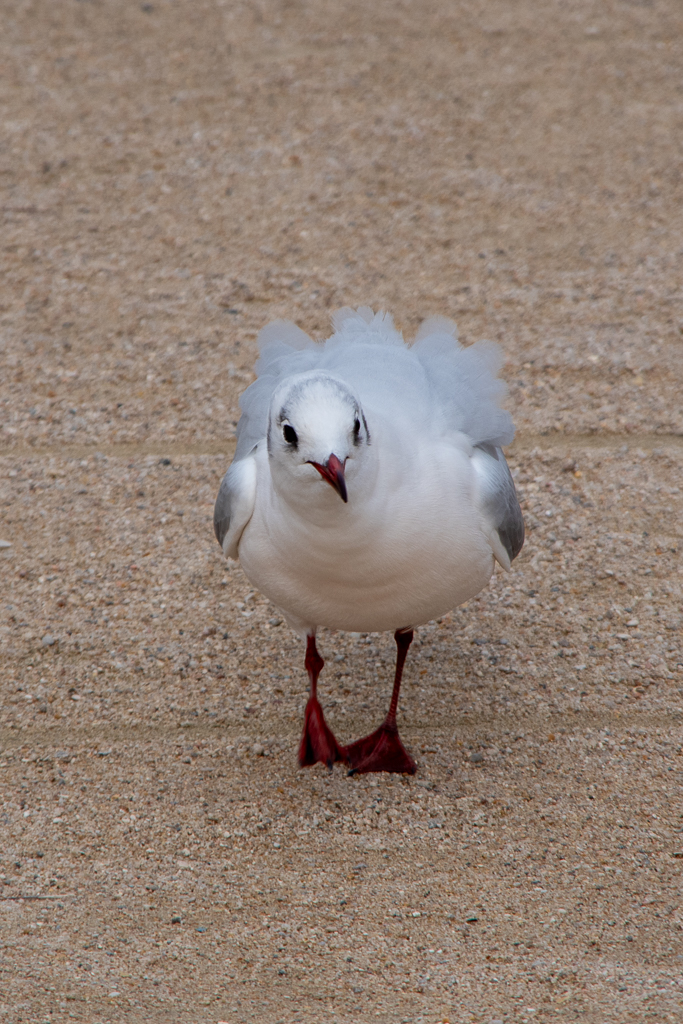 Jeune mouette debout sur un sol fait de sable, vue de face