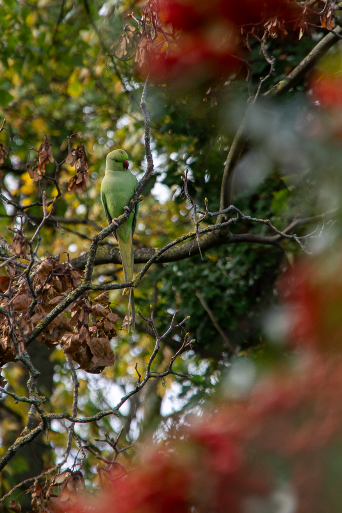 Perruche verte entourée de baies de Pyracantha rouges - Projet 52 - Semaine 44 - Site : la nature est belle.