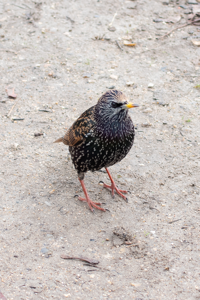 Étourneau Sansonnet - Paris - semaine 50 - Projet 52