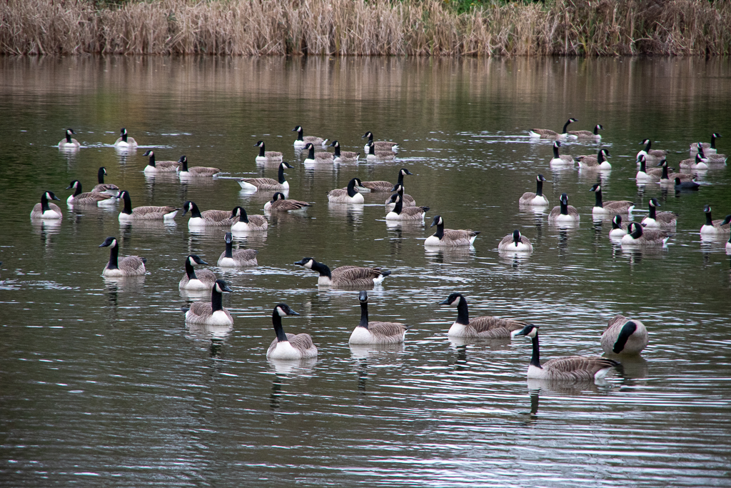 Groupes d'oies sur un lac - Projet 52 - Semaine 48 - La nature est belle