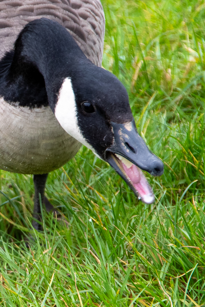 oie bernache ayant sa bouche ouverte