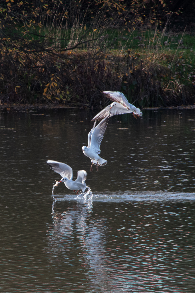Mouettes en vol se disputant un morceau de poisson - Projet 52 - La nature est belle.