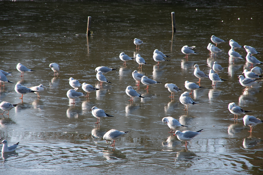 Colonie de mouettes serrées les unes contre les autres, sur un lac gelé - Projet 52 - semaine 51