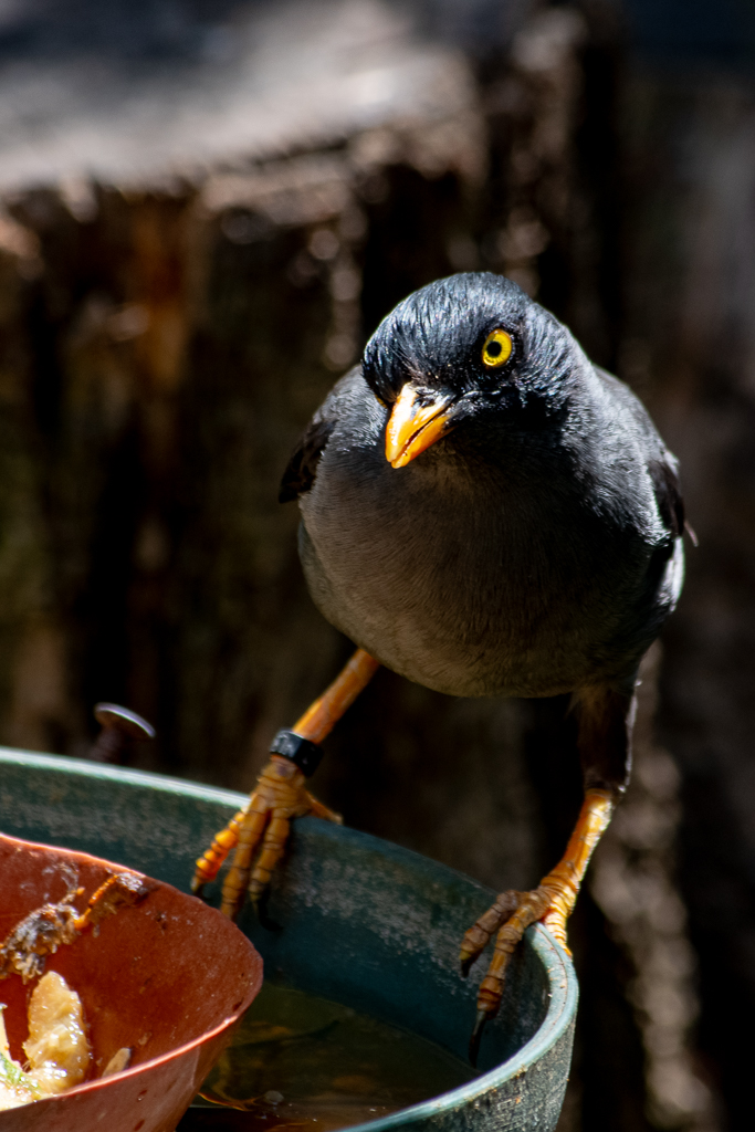 Martin triste perché sur le bord d'un récipient, oeil jaune vif et bec orangé observant le photographe. Projet 52. Semaine 2