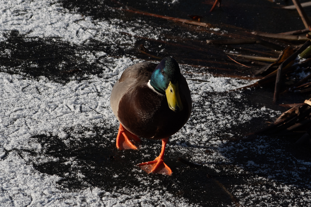 Canard, col vert Mâle marchant sur lac gelé et enneigé.