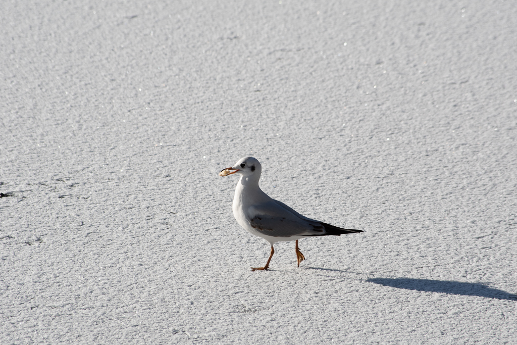 Mouette marchant sur lac gelé et enneigé tenant dans son bec un morceau de pain. Projet 52 - Semaine 52
