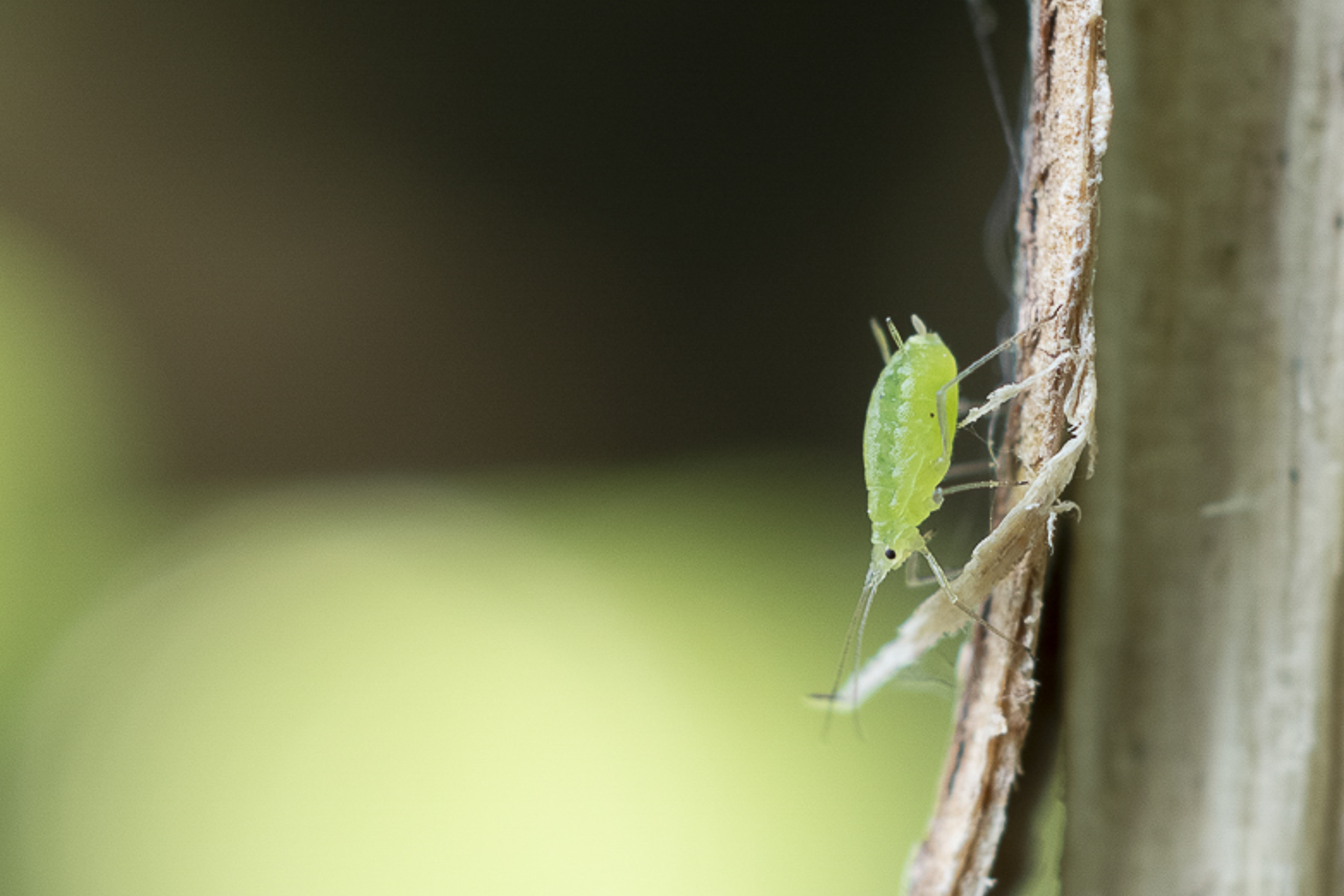 Puceron vert photographié en gros plan sur une tige sèche, insecte translucide aux teintes vert clair posé sur un support végétal, avec un arrière- plan flou vert évoquant la nature