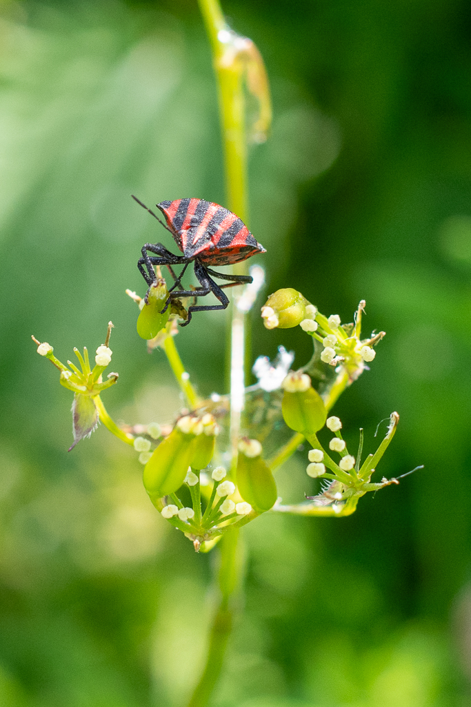 Punaise arlequin (Graphosoma italicum) aux rayures rouges et noires, posée sur une ombelle de fenouil sauvage, observée en milieu naturel.