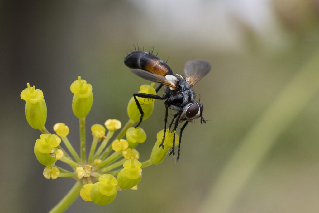 Mouche photographiée en gros plan, posée sur une inflorescence jaune-vert, insecte aux ailes translucides et au corps sombre capturé dans un environnement naturel avec un arrière-plan flou
