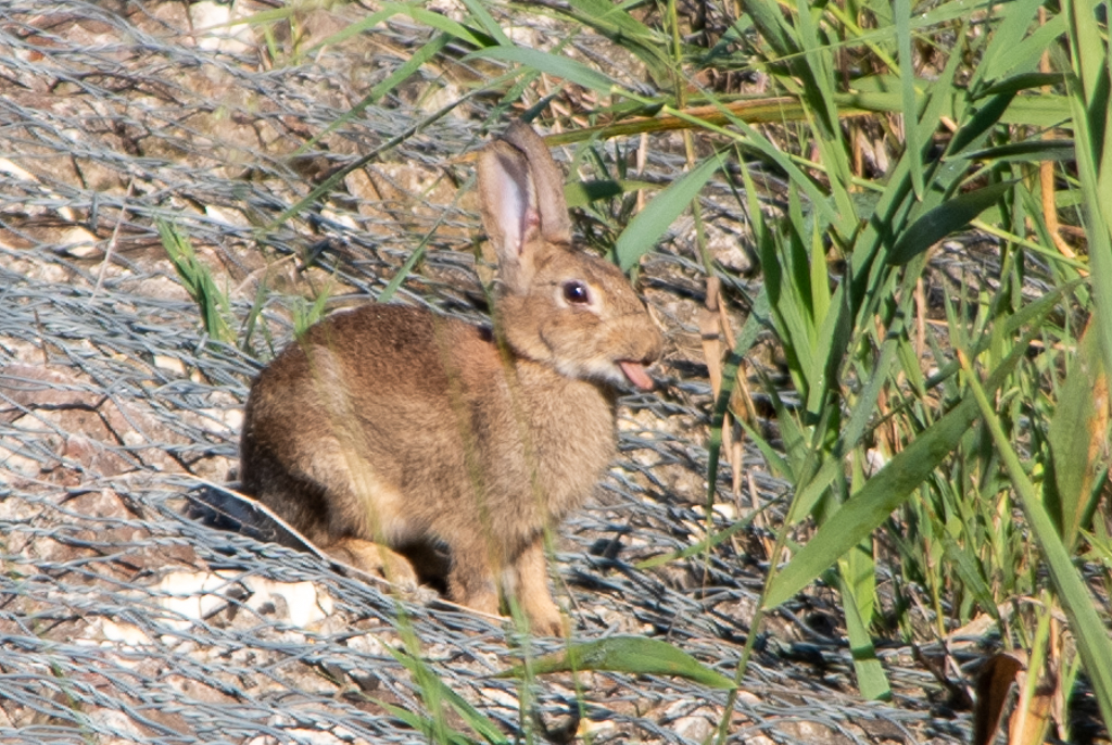 Lapin de couleur marron ayant les oreilles dressés et tirant la langue .