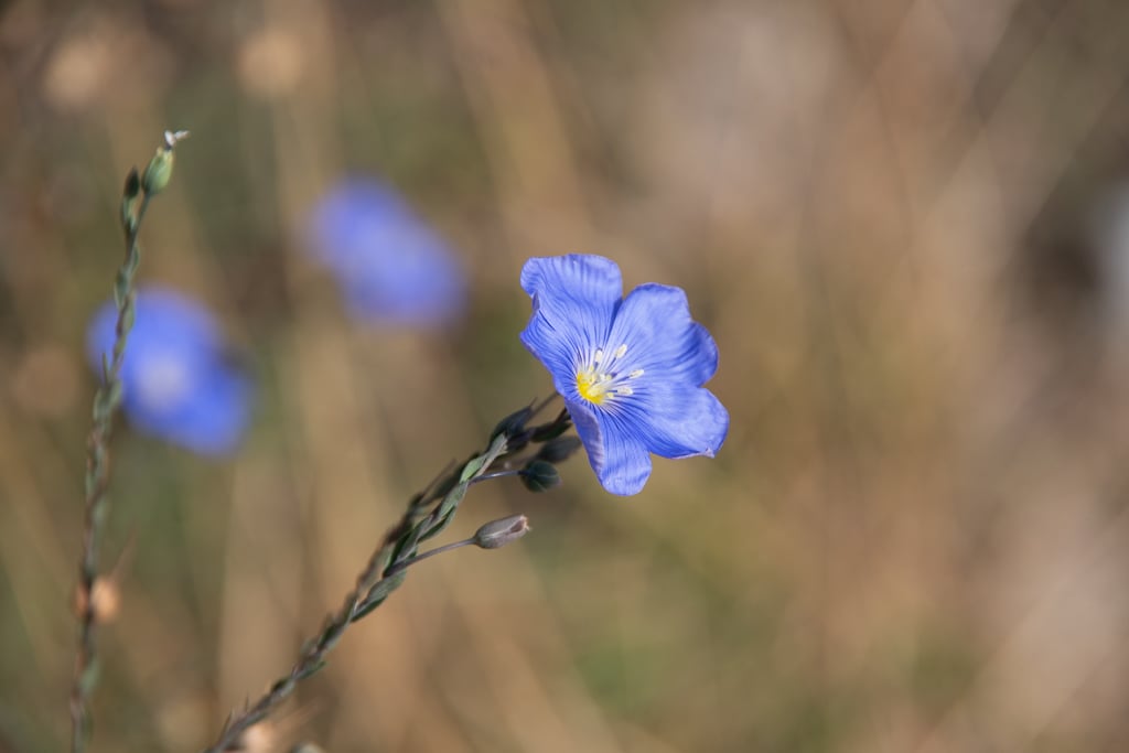 Macro photographie d'une fleur bleue de lin. (Linum usitatissimun) aux pétales bleu ciel veinés et coeur jaune lumineux, prise en Haute Maurienne en été - projet photo nature 2026.