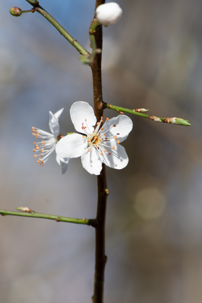 Gros plan sur une fleur de prunier en février, étamines dorées et bourgeons verts sur une branche sombre, symbole des premiers arbres à fleurir au printemps en France.