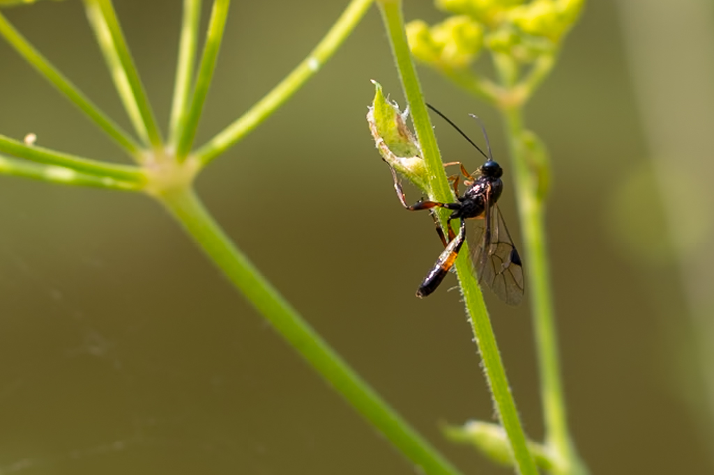 Moustique posé sur une tige verte, photographié en gros plan dans son milieu naturel, cinquième photo du Projet 52 consacré à la nature.