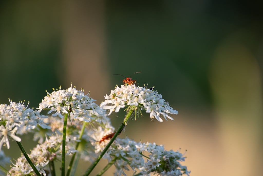 Insecte rouge sur fleur blanche en ombelles