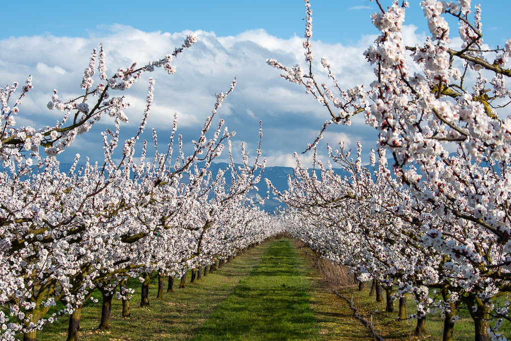 Allée d'abricotiers en fleurs dans le nord de la Drôme au début du printemps, rangées d'arbres couverts de fleurs blanches sous un ciel nuageux - Projet 52 photos.