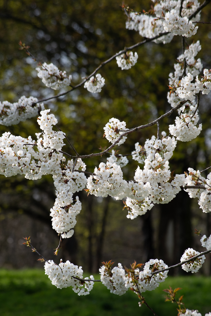 Branches de cerisier en fleurs au printemps dans un parc, sur fond flou.